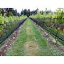 Vineyard Zone Netting